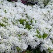 ヒメ日記 2025/04/22 10:52 投稿 吹石藍衣 五十路マダムエクスプレス神戸店(カサブランカグループ)