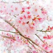 ヒメ日記 2025/04/07 13:29 投稿 さくら 松本人妻隊