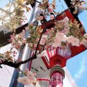 ヒメ日記 2025/04/11 07:45 投稿 さくら 松本人妻隊