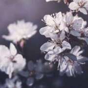 ヒメ日記 2025/05/01 13:02 投稿 さくら 松本人妻隊