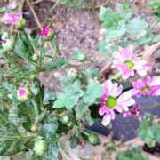 ヒメ日記 2025/09/29 11:45 投稿 たまき あげまん 西中島店