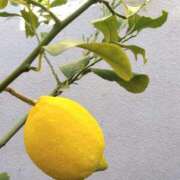 ヒメ日記 2025/12/04 11:45 投稿 たまき あげまん 西中島店