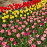 ヒメ日記 2026/04/16 10:45 投稿 たまき あげまん 西中島店