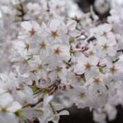 ヒメ日記 2025/04/11 14:35 投稿 ことり 池袋マリン本店