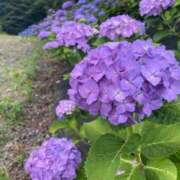 ヒメ日記 2025/05/16 16:56 投稿 なつみ マダム可憐