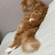 ヒメ日記 2025/01/27 13:42 投稿 かりな マダム可憐