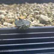 しおり若奥 今週は今夜から‼️‼️🐢🐇 未熟な若奥