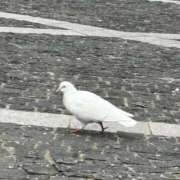 りお若奥 出勤🕊️ 未熟な若奥