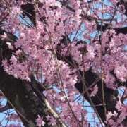 みなみ もうすぐ春？もう春？ですねぇ～？??? 池袋人妻ヒットパレード（シンデレラグループ）