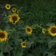 ヒメ日記 2025/11/22 19:09 投稿 りっか 【オナクラ】HAND MAID（ハンドメイド） 梅田店