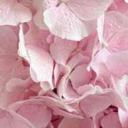 ヒメ日記 2025/05/11 18:16 投稿 レン マテリアル