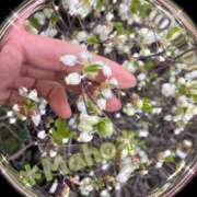 万穂(まほ) 本日は🚃恵比寿🌸発❣️ 熟女出逢い会 『百合の園』 五反田店