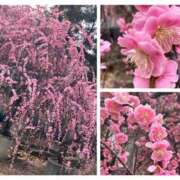 ヒメ日記 2025/03/09 11:09 投稿 姫路ゆず 一夜妻