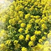 ヒメ日記 2025/03/25 10:19 投稿 姫路ゆず 一夜妻