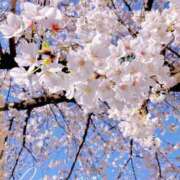 ヒメ日記 2025/04/04 10:09 投稿 姫路ゆず 一夜妻