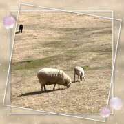 ヒメ日記 2025/04/12 10:09 投稿 姫路ゆず 一夜妻