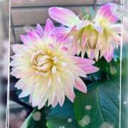 ヒメ日記 2025/04/28 10:09 投稿 姫路ゆず 一夜妻