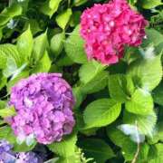 ヒメ日記 2025/06/22 09:09 投稿 姫路ゆず 一夜妻