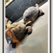 ヒメ日記 2025/09/17 08:09 投稿 姫路ゆず 一夜妻