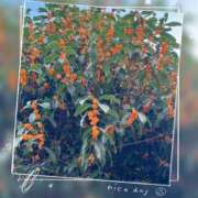 ヒメ日記 2025/11/02 09:09 投稿 姫路ゆず 一夜妻