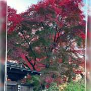 ヒメ日記 2025/11/19 13:09 投稿 姫路ゆず 一夜妻