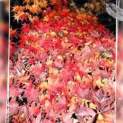 ヒメ日記 2025/12/09 09:09 投稿 姫路ゆず 一夜妻