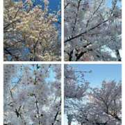 ヒメ日記 2026/04/06 11:09 投稿 姫路ゆず 一夜妻