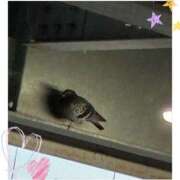 ヒメ日記 2026/05/03 17:59 投稿 姫路ゆず 一夜妻