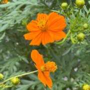 ヒメ日記 2025/09/20 17:01 投稿 ナコ マテリアル