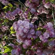 ヒメ日記 2026/04/07 23:31 投稿 ナコ マテリアル