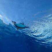 ヒメ日記 2025/02/10 14:02 投稿 さよ One More奥様　八王子店