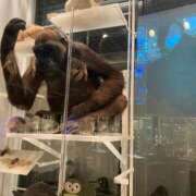 ヒメ日記 2025/01/16 15:42 投稿 真凜/Marin ジュリエット