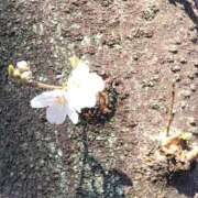 ヒメ日記 2026/03/24 20:45 投稿 ゆい 石亭