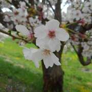 ヒメ日記 2025/04/14 20:10 投稿 南野恵 五十路マダム愛されたい熟女たち 福山店(カサブランカグループ)