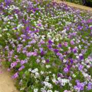 ヒメ日記 2025/06/01 22:27 投稿 五十嵐 ANECOTE