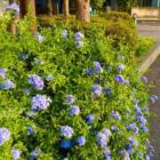 ヒメ日記 2025/08/11 23:08 投稿 五十嵐 ANECOTE