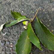 ヒメ日記 2025/09/12 11:20 投稿 なほ(人妻) THE・TRY