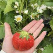 ヒメ日記 2026/03/20 16:26 投稿 なほ(人妻) THE・TRY