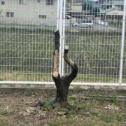 ヒメ日記 2025/03/31 12:31 投稿 のの 熟女の風俗最終章 相模原店