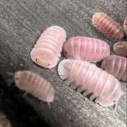 ヒメ日記 2026/04/22 15:50 投稿 のの 熟女の風俗最終章 相模原店