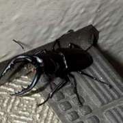 ヒメ日記 2025/06/19 23:30 投稿 のの 熟女の風俗最終章 町田店