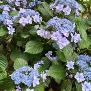 まとい あつーい(^o^;) 丸妻 横浜本店