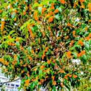 ヒメ日記 2025/10/19 22:54 投稿 かなう 即アポ奥さん～浜松店～