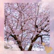 ヒメ日記 2025/04/14 20:20 投稿 うみ 即トク奥さん