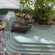 ヒメ日記 2025/07/18 12:00 投稿 さりな 新大阪秘密倶楽部