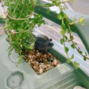 ヒメ日記 2025/07/26 10:30 投稿 さりな 新大阪秘密倶楽部