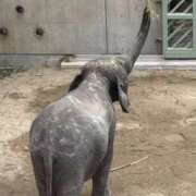 さりな 動物好き 新大阪秘密倶楽部