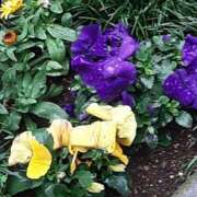 ヒメ日記 2025/03/16 08:35 投稿 もも 素人妻御奉仕倶楽部Hip's取手店