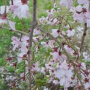 ヒメ日記 2025/04/12 16:55 投稿 もも 素人妻御奉仕倶楽部Hip's取手店