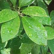 ヒメ日記 2025/06/25 08:35 投稿 もも 素人妻御奉仕倶楽部Hip's取手店